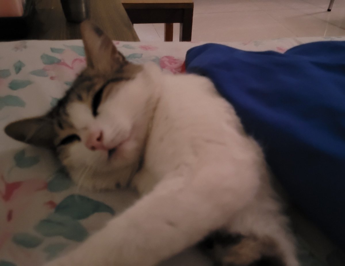 ruinsunflower's tweet photo. they are calling him the sleepiest cuddliest boy in the world https://t.co/2tKt4oeJ4Q