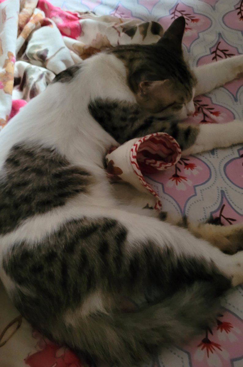ruinsunflower's tweet photo. they are calling him the sleepiest cuddliest boy in the world https://t.co/2tKt4oeJ4Q