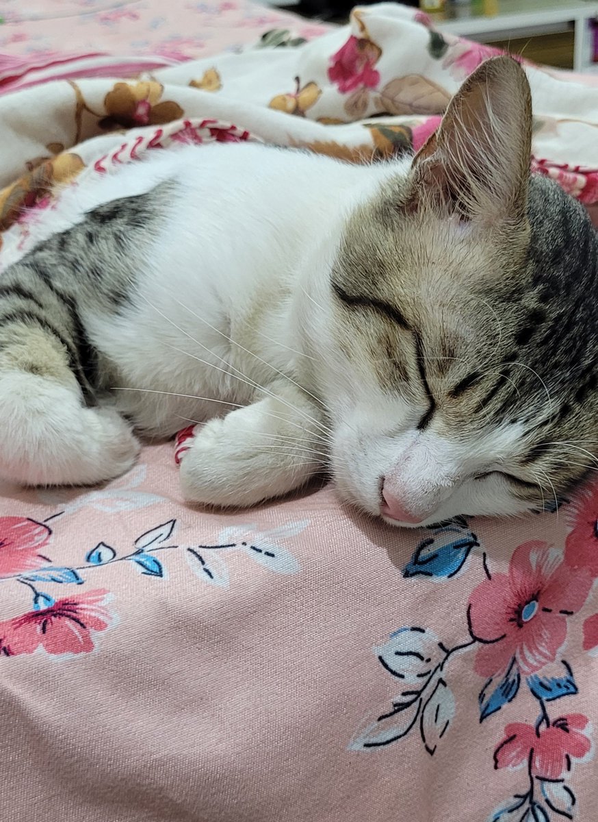 ruinsunflower's tweet photo. they are calling him the sleepiest cuddliest boy in the world https://t.co/2tKt4oeJ4Q