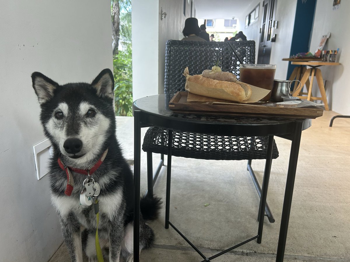 PAPUA43849515's tweet photo. 杉並区善福寺公園前のドックカフェnide
室内犬連れOK、テラス席も日陰で快適
#ドックカフェ #nide #善福寺公園 https://t.co/nrYfFKe5EL