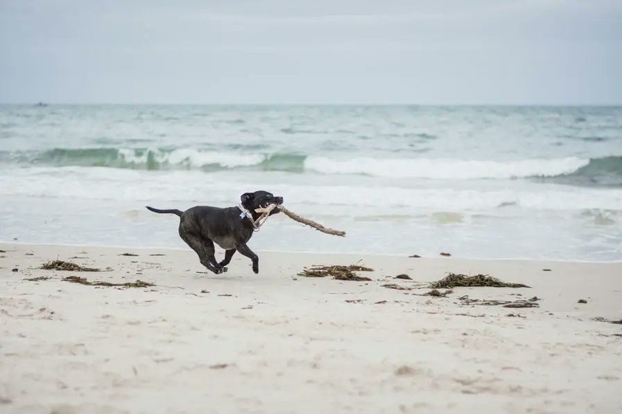 beach_scenes's tweet photo. Love quiet beaches with plenty of space?
Bokarina Beach is a stunning stretch of sand perfect for walks, surf & sunrise views.
Plan your visit with my full guide.
#BokarinaBeach #SunshineCoast #BeachScenes #HiddenGem #TravelAustralia
https://t.co/tIaGie8X5c https://t.co/iAHZOWWpip