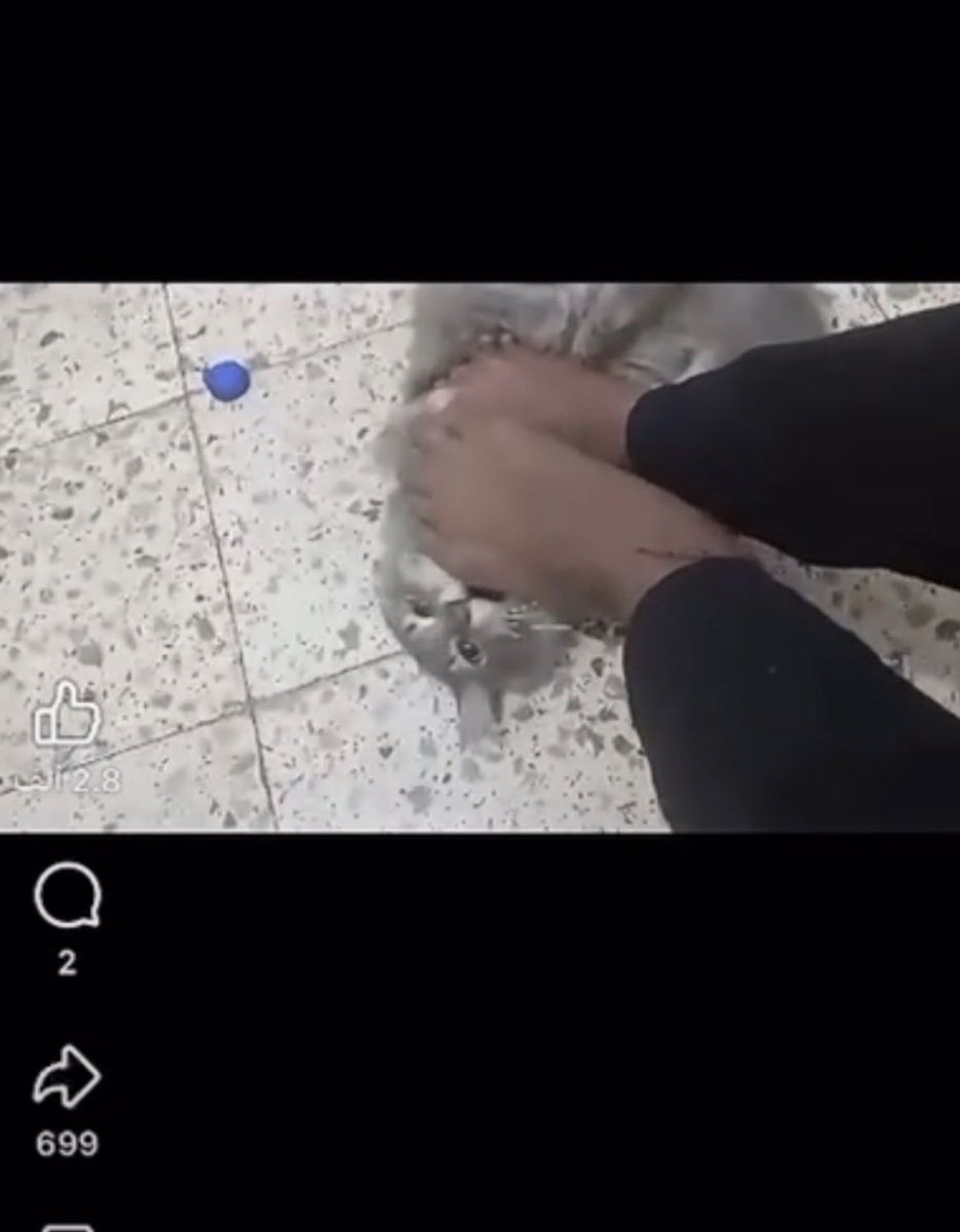 Ranyaracy's tweet photo. السلام عليكم ورحمة الله وبركاته رأيت البنقالي الذي يعذب القطه في منطقه مكه المكرمه وهذا يسبب ضجة كبيره وإلى الآن لم يتم القبض عليه ولازال مستمر ويتجاهل قوانين المملكه العربيه السعوديه أتمنى ان يقبض عليه في اسرع وقت #بنقالي_يعذب_القطط_في_السعودية https://t.co/JG0cFtnl09