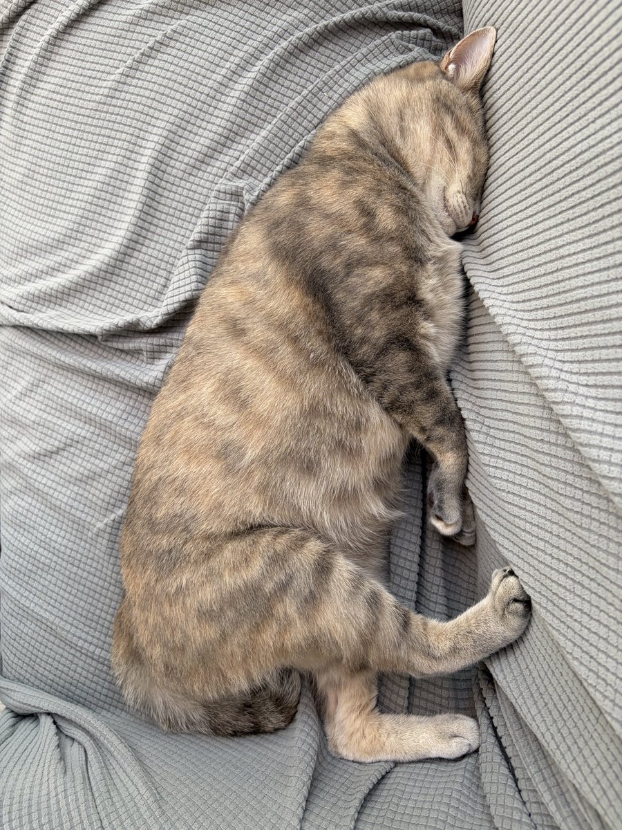1025_cocoa's tweet photo. 💤 https://t.co/Z8hWpghIgq