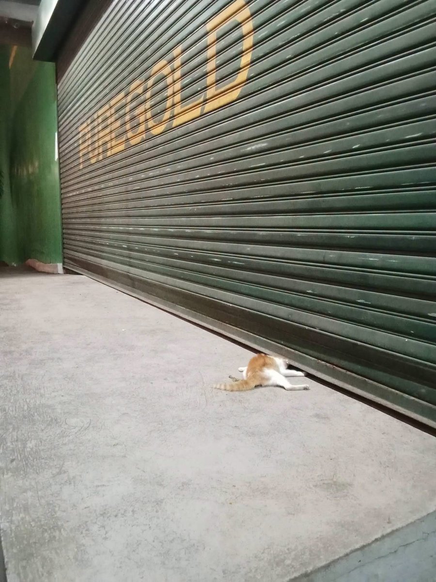 thequeenanima's tweet photo. Trigger Warning : Animal Cruelty.

Mula sa pag trato sa mga staff , hayop talaga ng puregold. https://t.co/xIyc2IadJd