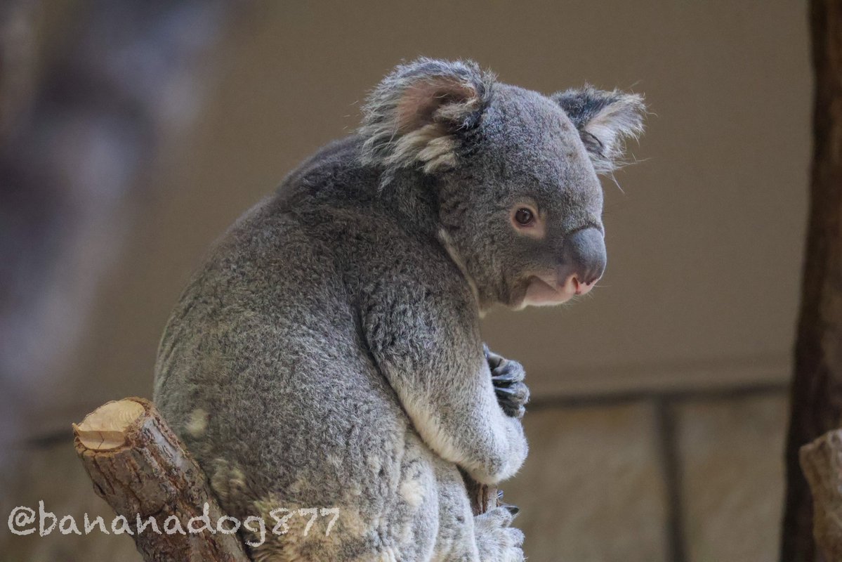 bananadog877's tweet photo. 男前になってきた もなか君

📸20260920
 #東山動植物園   #コアラ https://t.co/4ZvmS7OM7l