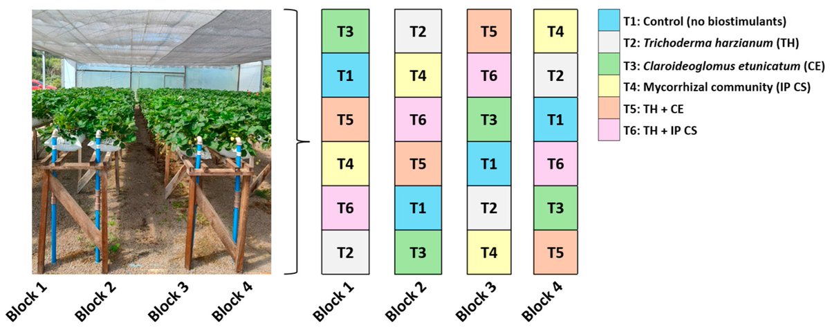 Horticul_MDPI's tweet photo. Horticulturae - Editor Choice🍀
📖Title: Microbial #Biostimulants and Their Combinations Alter Phytochemical Quality of #Strawberry Fruits in a #Soilless Cultivation System.
🔗Link: https://t.co/5hTUVN7p70
#academic #publishing #MDPI #horticulture #science #scientific https://t.co/ldIJov5XMM