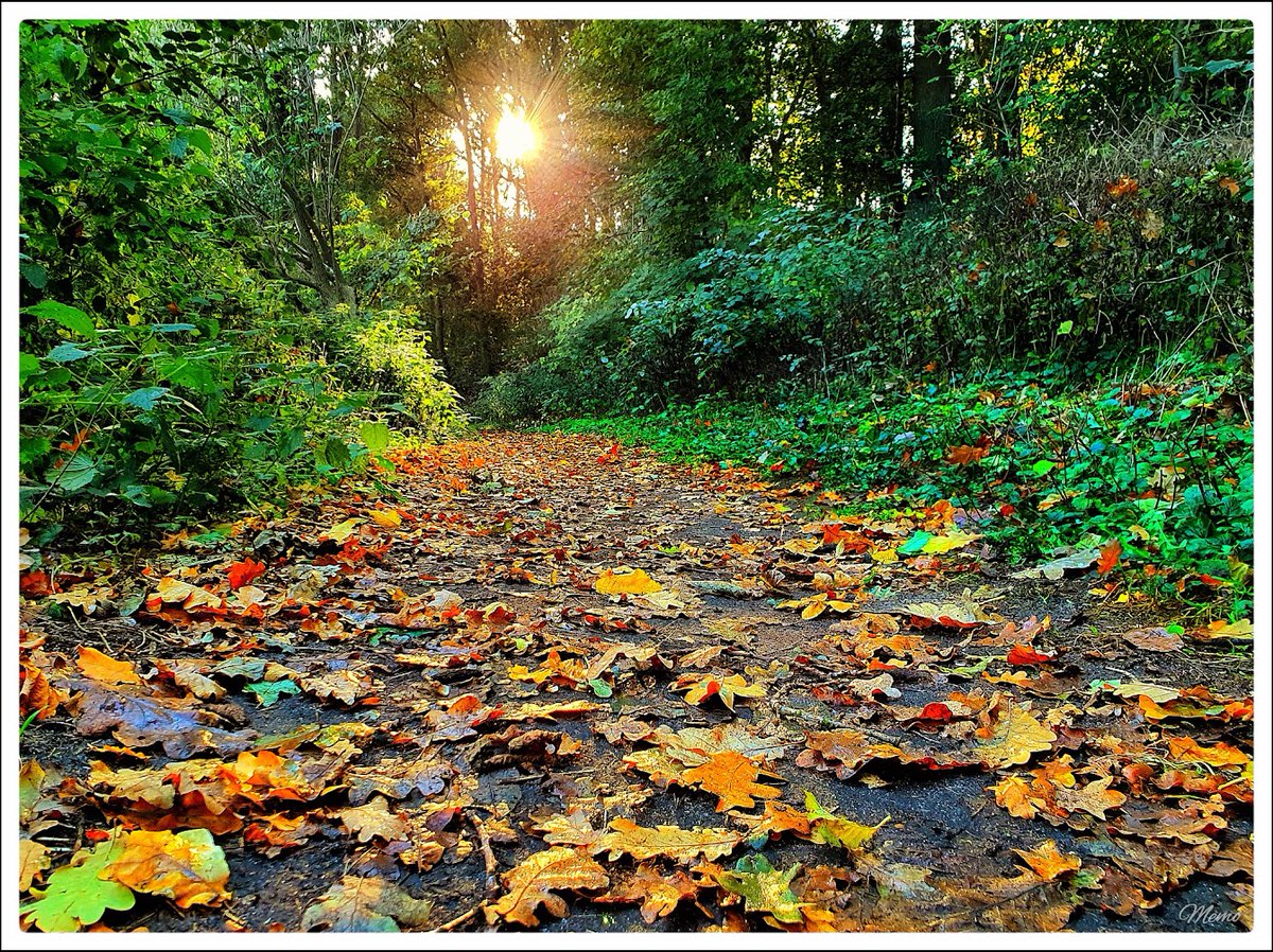 Memo_Barlow's tweet photo. ≪ Wege, wie ich sie mag ≫

Ein schmaler, mit buntem Laub bedeckter Weg führt in Richtung eines Wäldchens, durch dessen Äste die Sonne hindurchscheint.

#photography #fotografie #foto #photo #postprocessed #myphoto #mywork #ownwork #nature #natur #umwelt https://t.co/rRoE9v7RQw