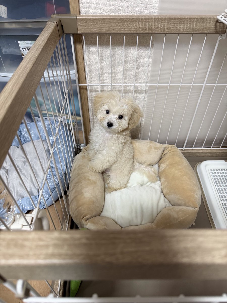 mashiron1x's tweet photo. 可愛すぎる🤦‍♂️ https://t.co/j5ob60ykJ9