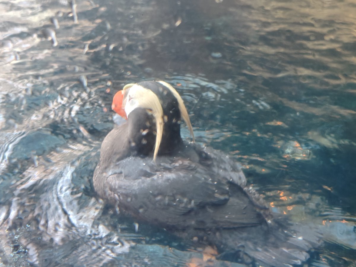 Clev_ucg's tweet photo. トドの餌やりも迫力あって良かった。 https://t.co/ZVfIERqLCg