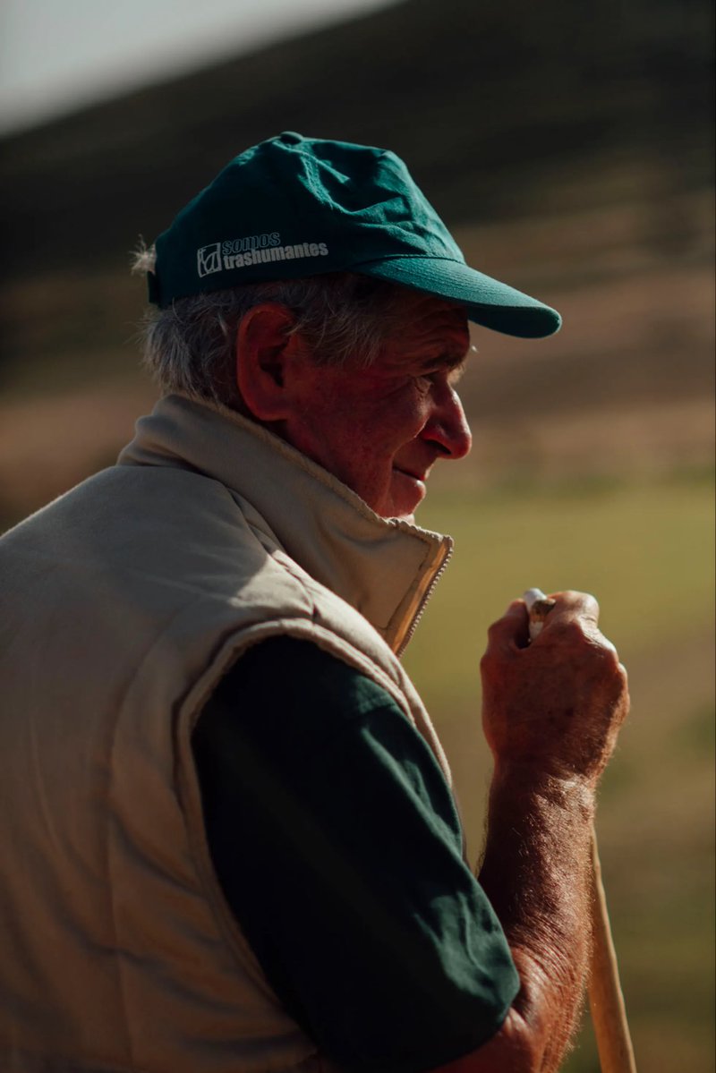 Daviddcoba's tweet photo. Se me olvidó compartir por aquí que este domingo, la última trashumancia de los Hermanos Pérez de Navabellida (Soria) salió en @elpaissemanal. Junto a la Mancomunidad de Tierras Altas (@TierrasAltasSO), haremos lo posible para que sigan pasando ovejas por la ciudad de Soria. https://t.co/UFxhOwr6JD