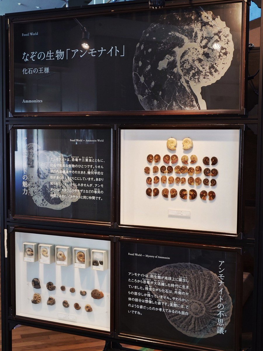 Taka_Sai's tweet photo. 最後に勿論こちらにも寄りまして…
化石の展示ﾇﾃｷ…(*´ｪ`)
–道の駅 くるら戸田 https://t.co/ZkgHtc2W59
