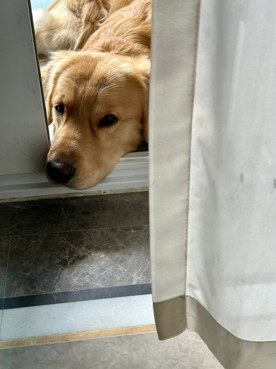 XuanWestfadrca's tweet photo. Hoy me encontré con un perro callejero que me siguió hasta casa. Ahora estoy sonriendo como nunca. ， https://t.co/HYTgVQtsFW