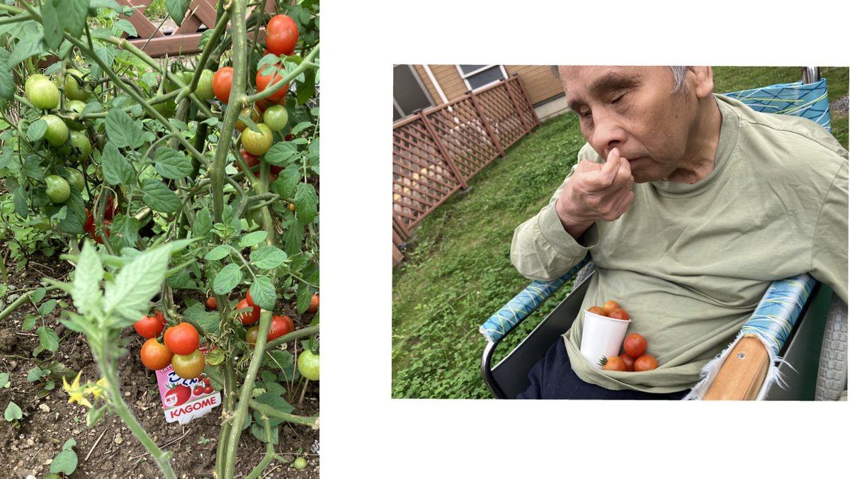 aikoh_chiba's tweet photo. ≪家庭菜園≫

5月に植えたプチトマトが大豊作！🍅
ひとつの房が順々に熟すので、もぎたての甘い実を長く楽しめて最高です。
ただ、気になるのはその隣で妖気を放つ「きゃべつ」の存在。
去年の秋から10ヶ月、職員の喜怒哀楽を乗せた非効率で愛おしい栽培ドラマもついに完結です🥬✨

#家庭菜園 #収穫 https://t.co/9MELy4XV8H