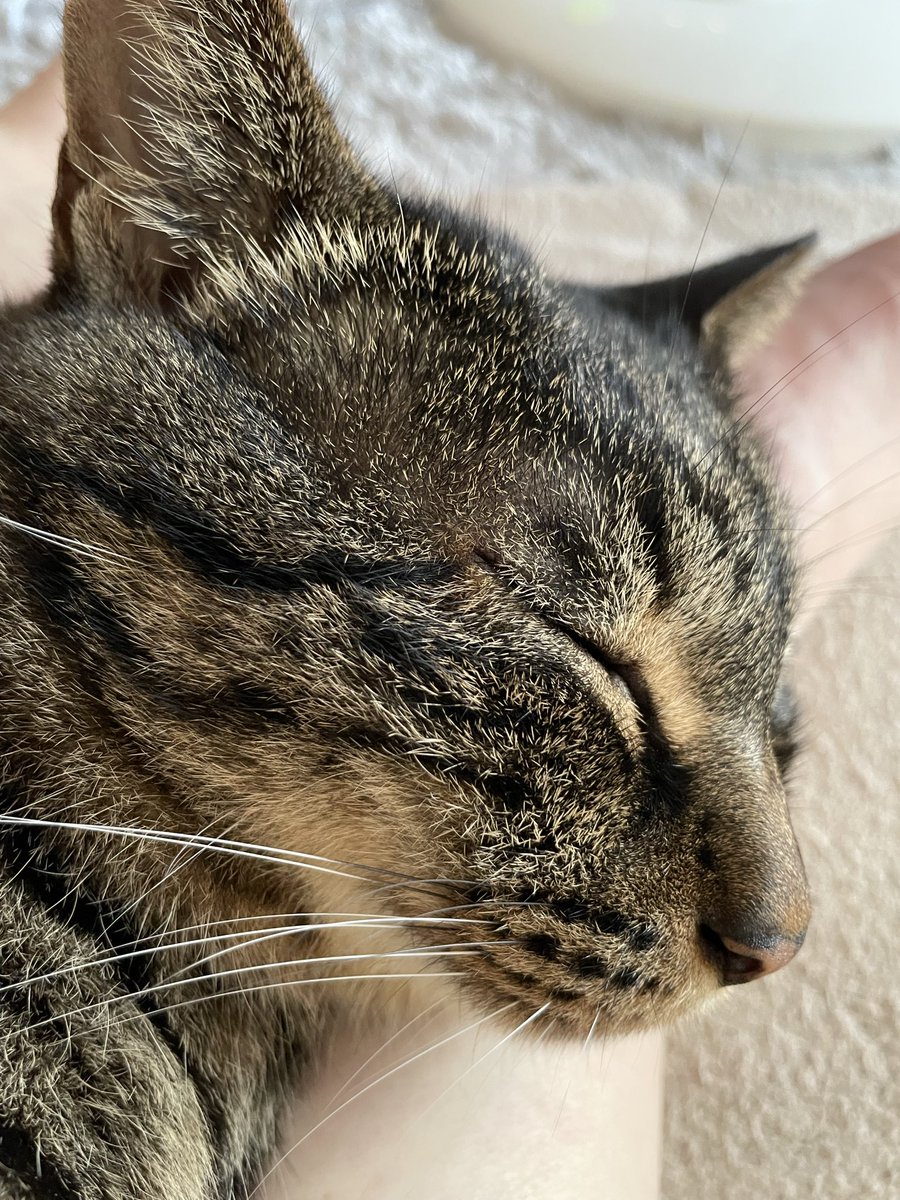 goothecat's tweet photo. 人間さんの足は枕に丁度いいなあ〜(=^ェ^=)ﾉ https://t.co/hpocqNAwyw