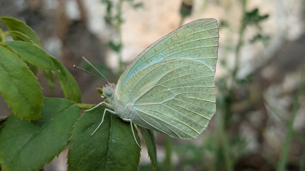 CibiShiva's tweet photo. Butterfly 🦋 
#pixel8a #teampixel #GooglePixel #ShotOnPixel https://t.co/XWnFAY9dyG