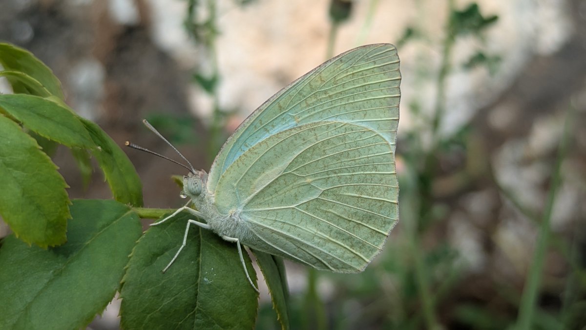 CibiShiva's tweet photo. Butterfly 🦋 
#pixel8a #teampixel #GooglePixel #ShotOnPixel https://t.co/XWnFAY9dyG