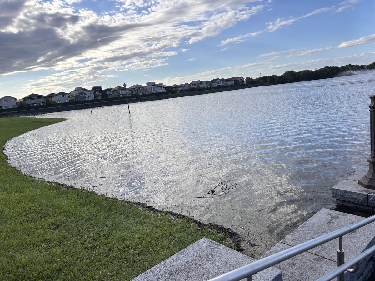 inazozain's tweet photo. ひたひたに水を抱えてる。ここまで水位が上がったの初めて見た

#SAKURALAKE https://t.co/HOrmrbsLsE
