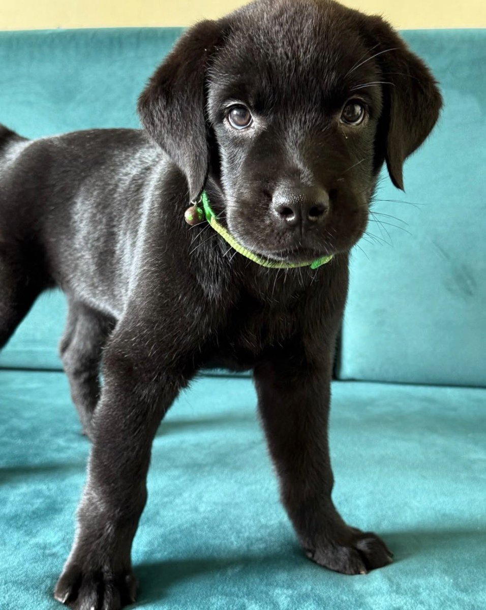 Tara_Deshpande's tweet photo. Less than 3 month into its little life - dumped. 
Lab Akira ‘purchased’ as a birthday gift. 
Less than 24 hours later change of mind and given up. 
Please help find a loving and safe home. 
 Mumbai please call🧵⬇️ https://t.co/dCkajpEkYI