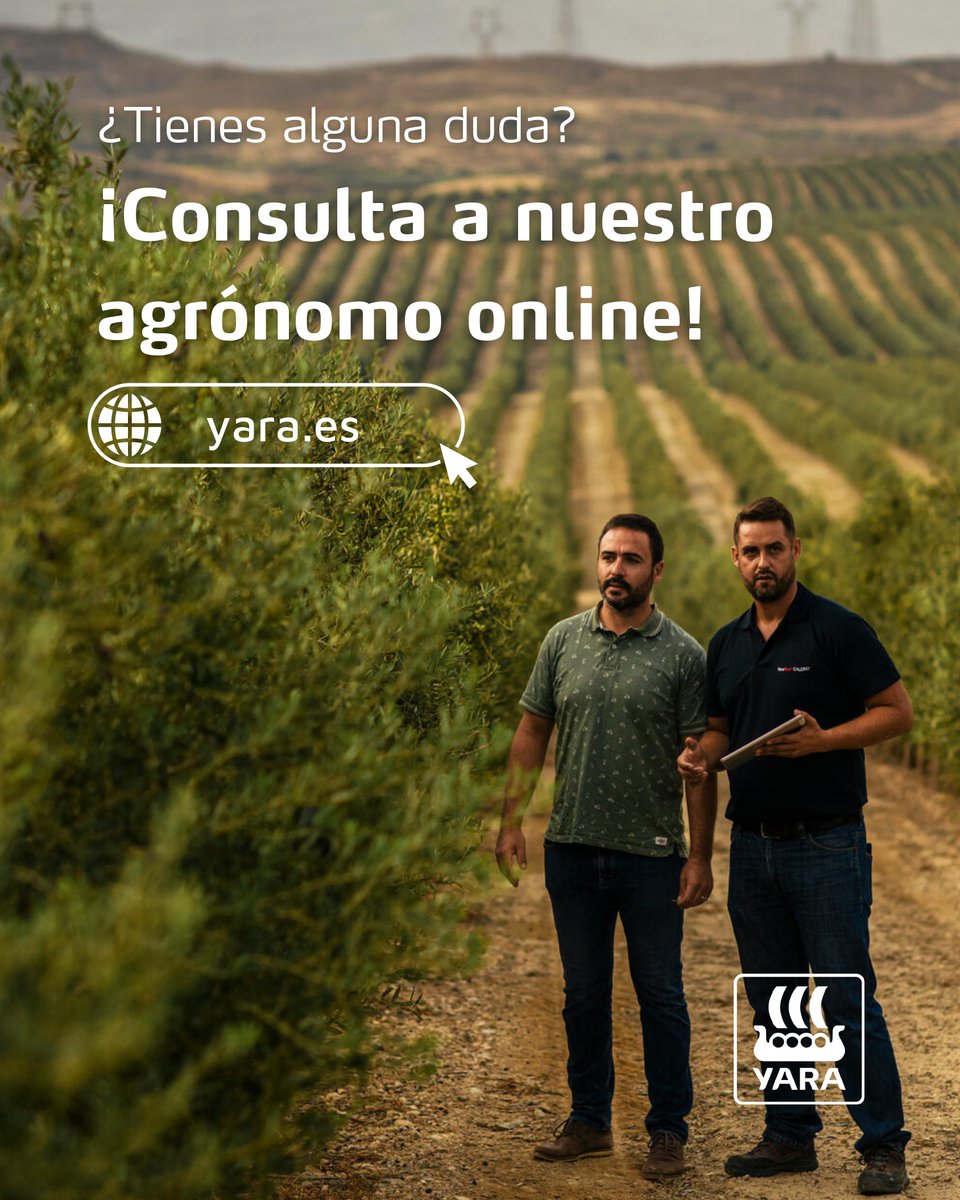 YaraIberian's tweet photo. 🚀 ¡Remata el desarrollo de tu aceituna antes de la recogida!

🫒 En esta etapa final, el olivo afronta un momento clave para completar el desarrollo de la aceituna y llegar a la recogida en las mejores condiciones. Mantener un buen estado del cultivo será fundamental para favorecer la formación del rendimiento graso.

🌡️ Además, después de semanas de altas temperaturas y escasez de agua, el olivo puede haber sufrido situaciones de estrés que afecten a su estado nutricional y a su actividad fotosintética, condicionando el desarrollo y la calidad final de la aceituna.

Para acompañar al olivo en este tramo final, te recomendamos:
✅ YaraVita™ AGRIPOTASH.
✅ YaraAmplix™ OPTIMARIS.

🚜 Ambos productos son de aplicación foliar y pueden combinarse con otros tratamientos compatibles, facilitando la optimización de las aplicaciones en campo.

🌟 ¡Porque hasta el último momento cuenta!

@yara @YaraEurope 

#bioestimulantes_y_foliares