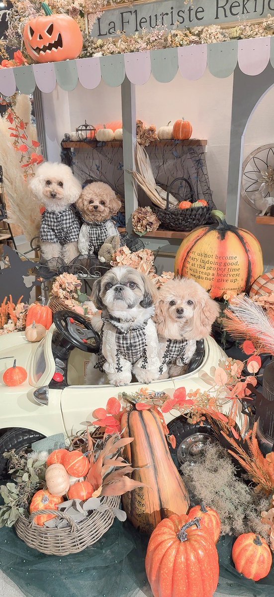 chris49891's tweet photo. もうすぐハロウィン🎃
#シーズー #shihtzu
#asknowas #asknowasdewan
#snobbishbabies https://t.co/a9fVE32gVI