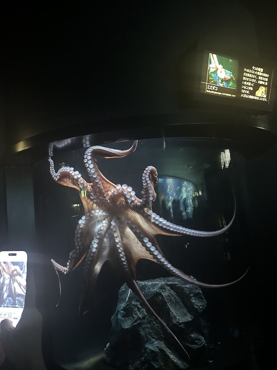 fukuple's tweet photo. サンシャイン水族館
このクソデカタコうまそう https://t.co/dPWu8SlIve