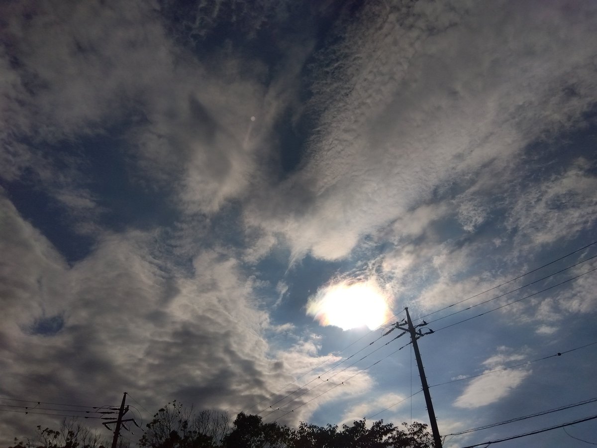 MakoVw3's tweet photo. 今日の花と空🌺🌥️
#花　#空　#千葉県千葉市 https://t.co/yrOwsTZ16u