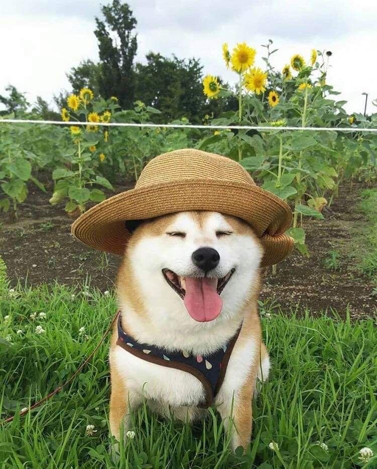 pumpfuninu's tweet photo. when you got to go to the farm to check on the haters from launch solana:E28eQFoCPndfLUPnxYgEWHhbnEVqSpyNPgAacoAEpump https://t.co/6HkkUAPanS