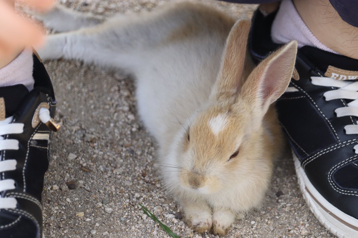 hatosyepusuto's tweet photo. ＃大久野島　＃うさぎ　
人の足の間が安心.。o○子ウサギちゃん

お願いします
人を見ると駆け寄って来るので
「後や足元にうさぎがいる」
と注意しながらゆっくりと移動してください

うさぎを踏む事故が発生しています

うさぎは子どもに少し踏まれただけでも命を落としてしまいます
親御様はお子様から目を離さないように注意してあげてください

小さな命を守りましょう

大久野島のルールをお守りください（右）
（写真は　狂愛モーメント 富山 和様@TADANOUMI0610
が撮影されたものです　
大久野島のうさぎのために使ってください　とのこと　ありがとうございます）

どうかよろしくお願いいたします

＃広島県　＃竹原市　＃うさぎ島　＃rabbitisland