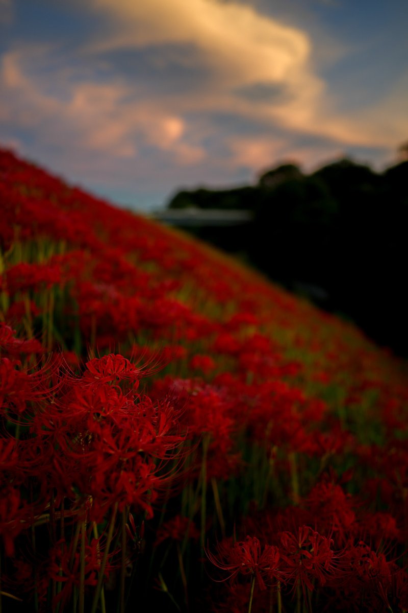Miefujicco's tweet photo. #海津市　#津屋川　#SonyAlpha  #SEL2414GM https://t.co/Kp0TrQYZS3