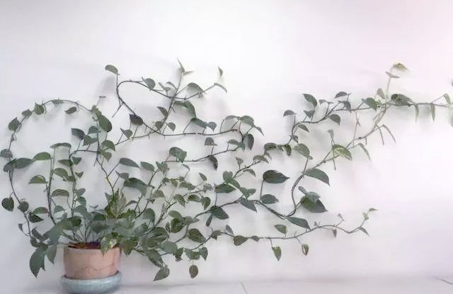 AshantiExtbo's tweet photo. Cuidado básico para tu pothos: luz indirecta y riego moderado. Así crece sano y hermoso! ， https://t.co/Mj0YRkft77