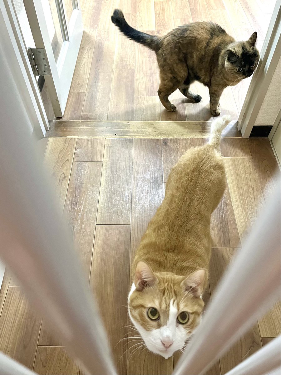 ebi__china's tweet photo. ただいまの時のねこねこ https://t.co/Tu5OF8VX0N