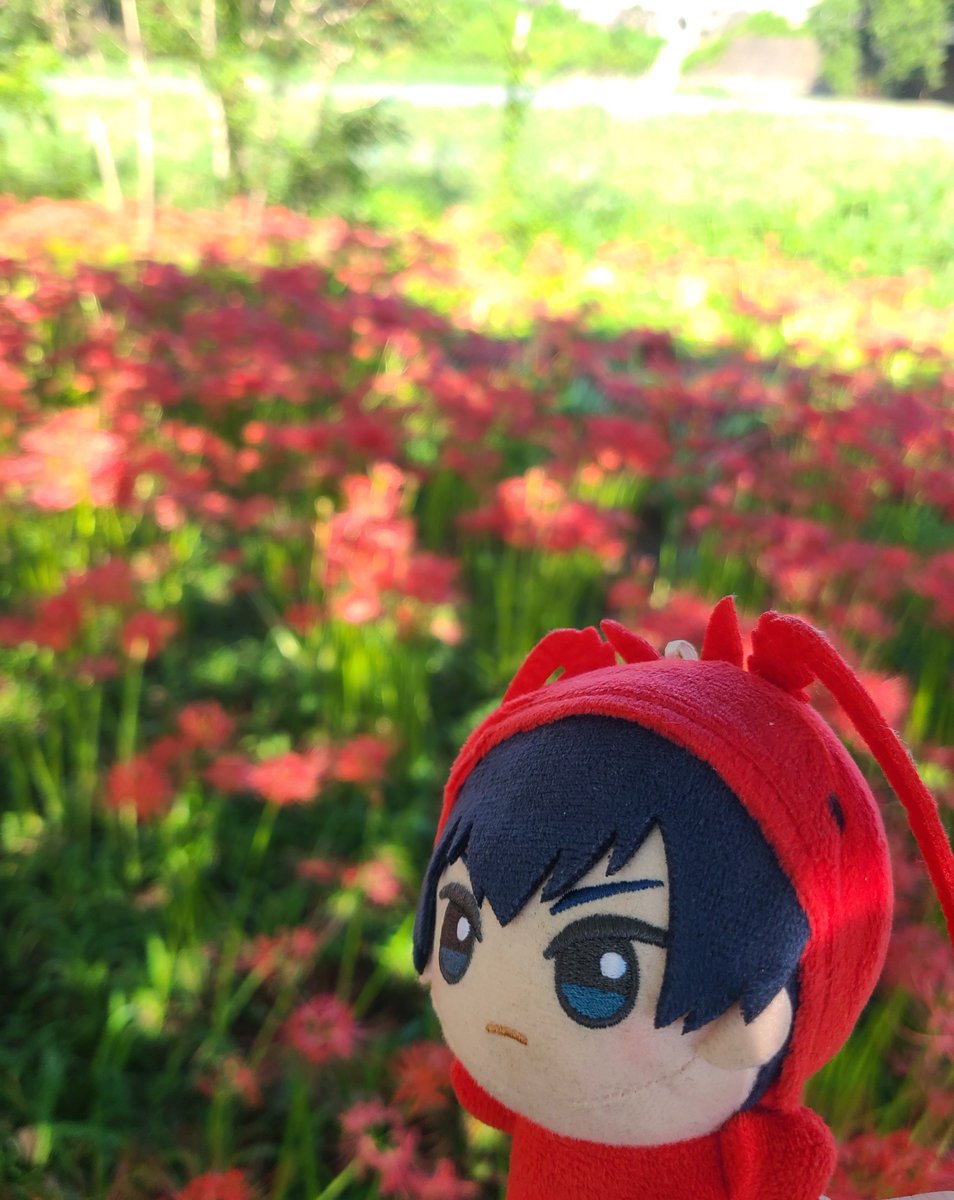 moon_drop2's tweet photo. 🦐「ぬっぬぬぅ～✨✨✨(お花を見に来たぬ～！我と同じ赤がめちゃ綺麗ぬ😆︎天気も最高で最高ぬ✌️)」 https://t.co/X51sxJZbsW
