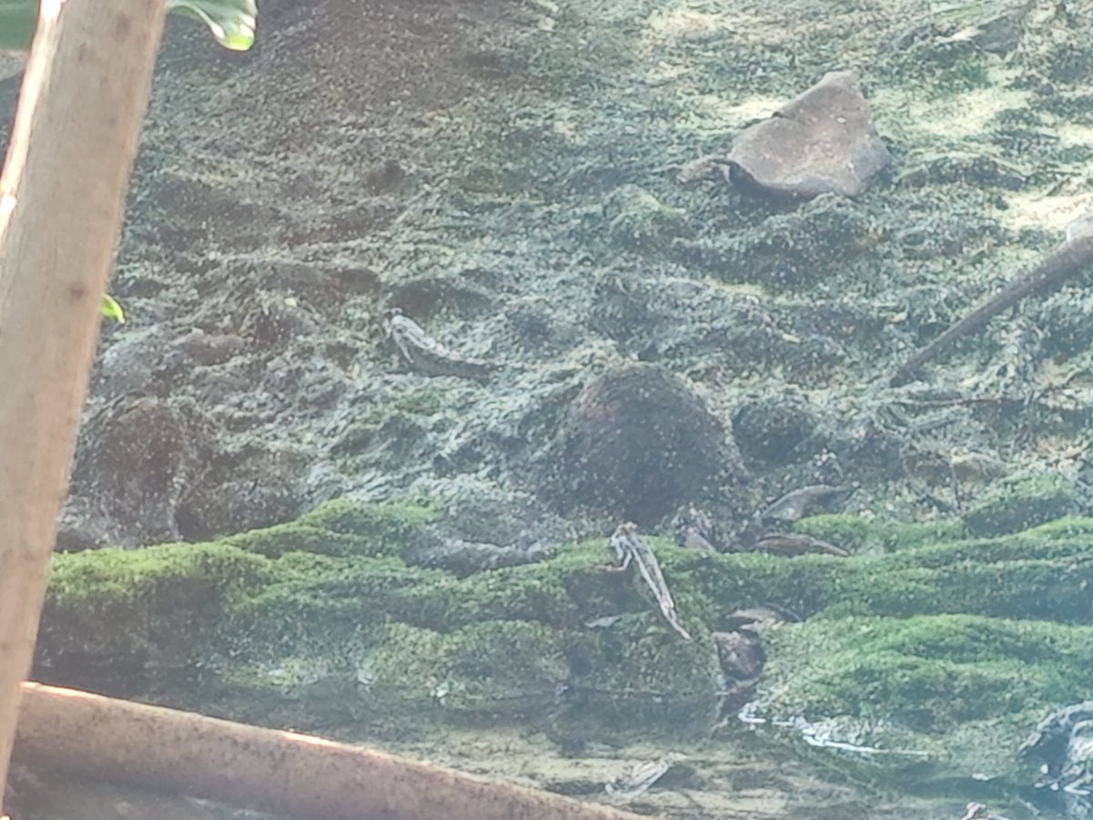 Clev_ucg's tweet photo. テッポウウオって意外と大きいんだな(4枚目) https://t.co/Q1aJXzvtTi