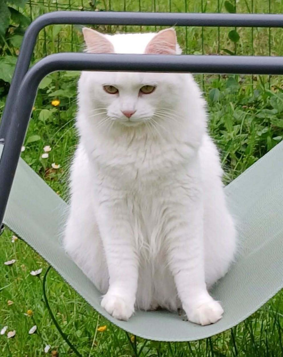 vigipets's tweet photo. 🟠 🐱 Chat perdu le 19/09/2026 à Bouguenais (44340).
Race : Européen / Âge : 2 an(s)
Haka / Femelle / Identifié(e) : Oui
☎️ 0684121205
📧 s_cherel@yahoo.fr
#chatperdu #chattrouve #chat #perdu #trouve https://t.co/TKKwtxhhv2