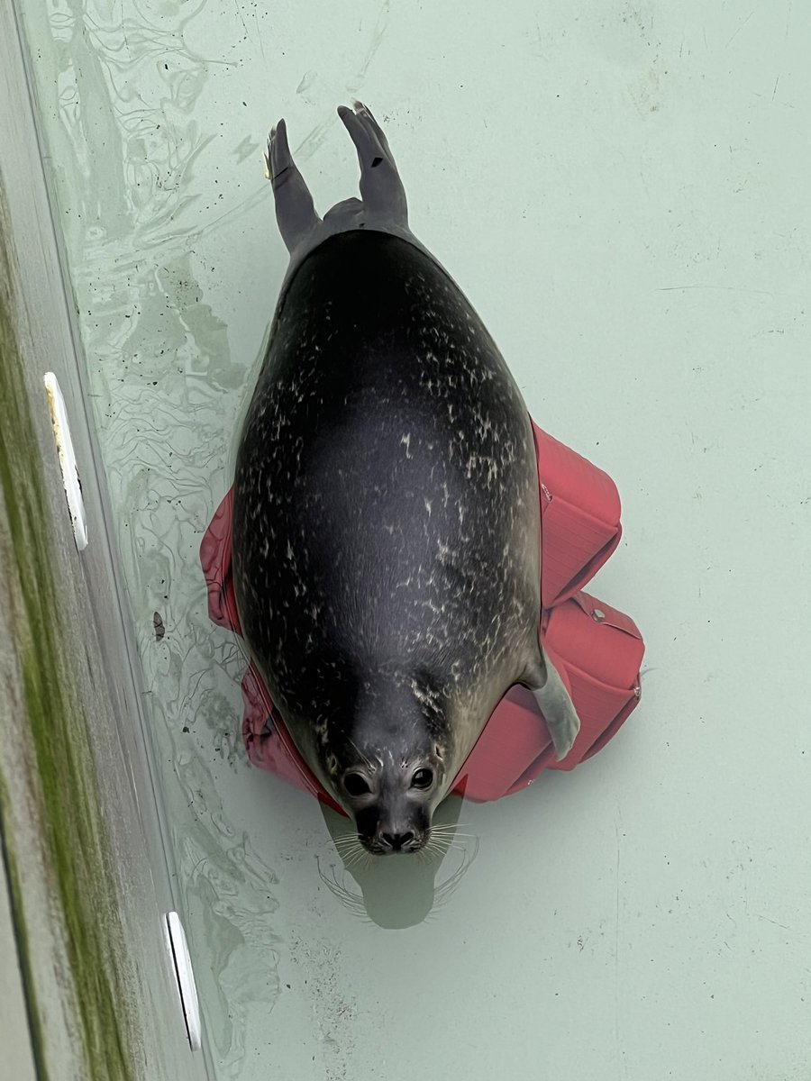 renapoly_93's tweet photo. The water goes down, but #Nala disagrees. Sinking isn’t an option! 💪🏻

 #アザラシ幼稚園 #Sealslive #Enrichment #wecwaddenzee #zeehondencentrum https://t.co/JlUbGZm8z5