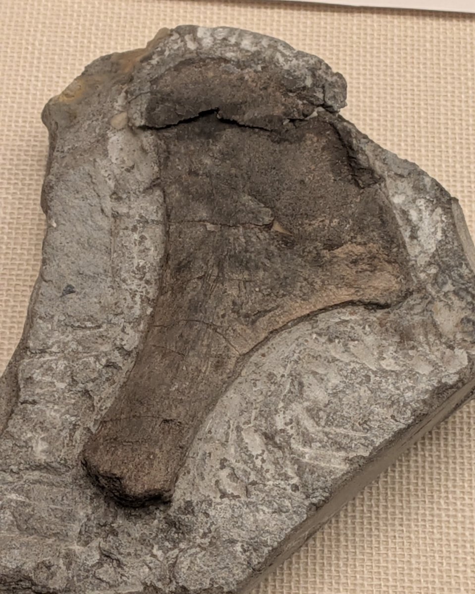 Nipponites_'s tweet photo. #火曜日は化石の日
福島県立博物館 #大恐竜展 にて

棘胸骨類の胸骨 (実物化石)
Styracosterna indet.
白亜紀後期 / いわき市

公表されたばかりのいわき市のイグアノドン類化石…！
浜通りの双葉層群からは棘胸骨類以外にも、小型鳥脚類やハドロサウルス類などの複数の鳥脚類が出ているそう。 https://t.co/wgHooxUbkX
