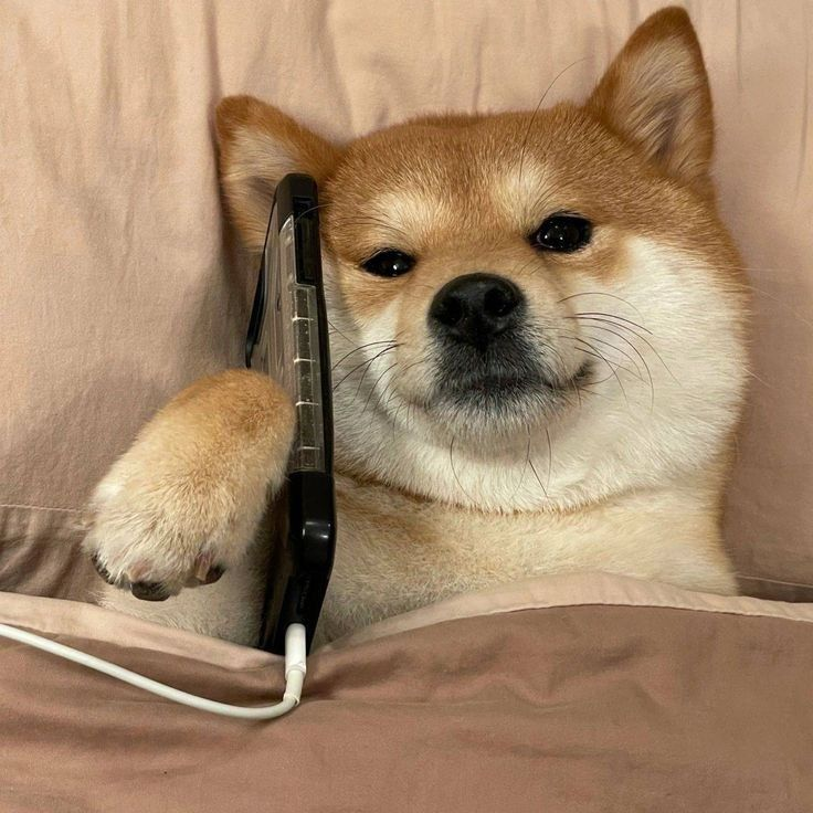 pumpfuninu's tweet photo. "$INU hasn't posted from the main account in two days they probably already sold all their tokens and the coins just lingering this is going to be ez."

" solana:E28eQFoCPndfLUPnxYgEWHhbnEVqSpyNPgAacoAEpump on the other hand has no crazy round trip tax has rewards and is a pure meme without false promises of getting you rich off another token that isn't even the one you're holding. "

solana:E28eQFoCPndfLUPnxYgEWHhbnEVqSpyNPgAacoAEpump 

E28eQFoCPndfLUPnxYgEWHhbnEVqSpyNPgAacoAEpump