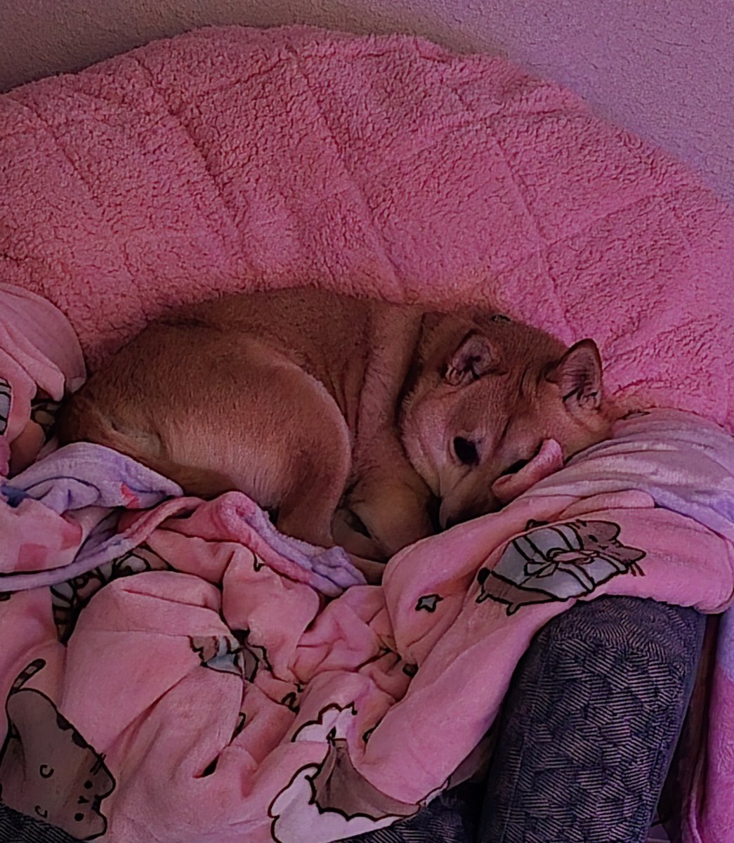 SmugAlana's tweet photo. "Don't make me move please..." https://t.co/Hc4ZBAqlGr