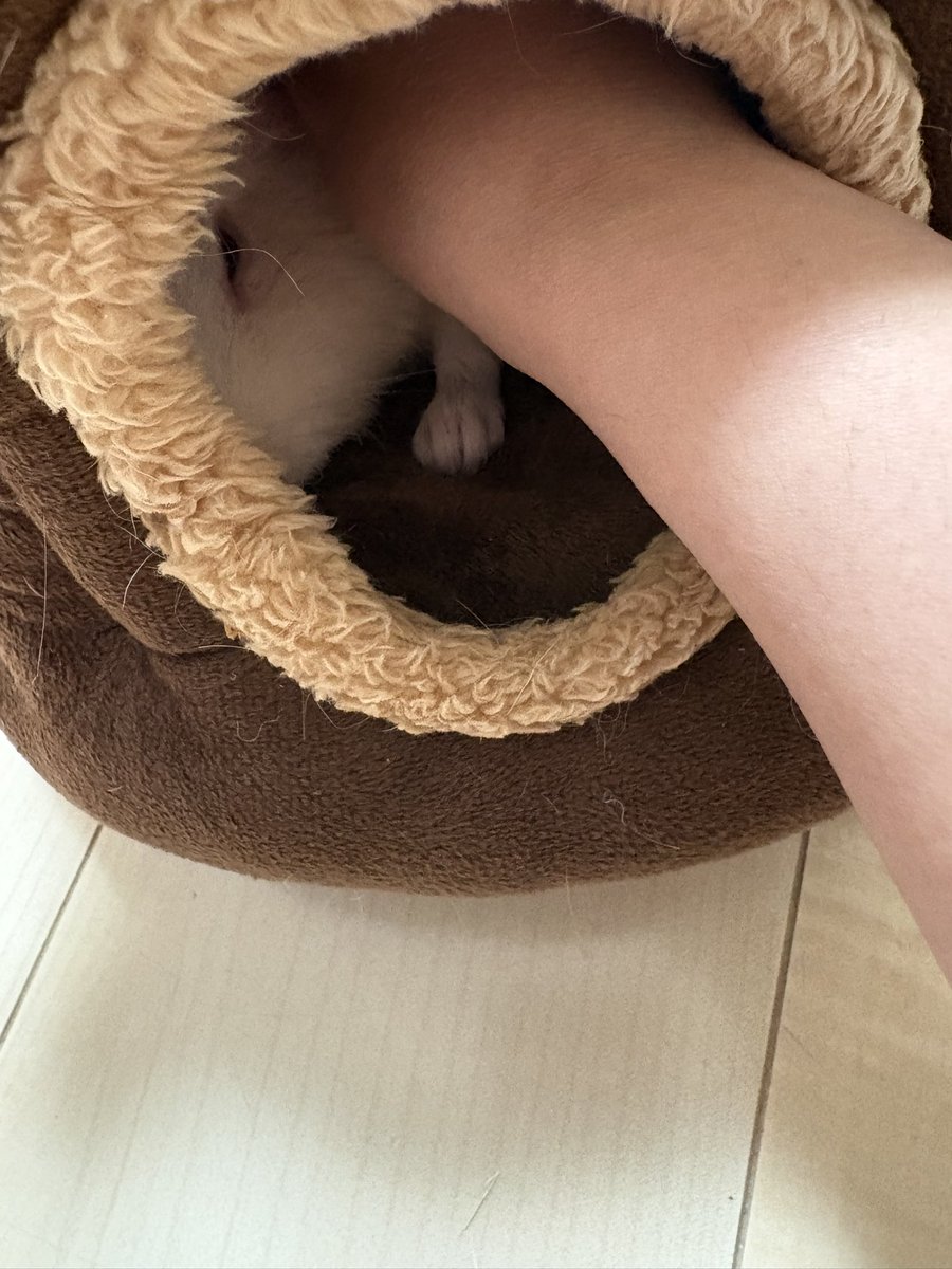Manjufc9's tweet photo. この可愛い生き物はなに！？🩷

え？うちの子かわいすぎない！？✨
おててキュってなってる🩷
#モルモット https://t.co/eovvNuR5Uu