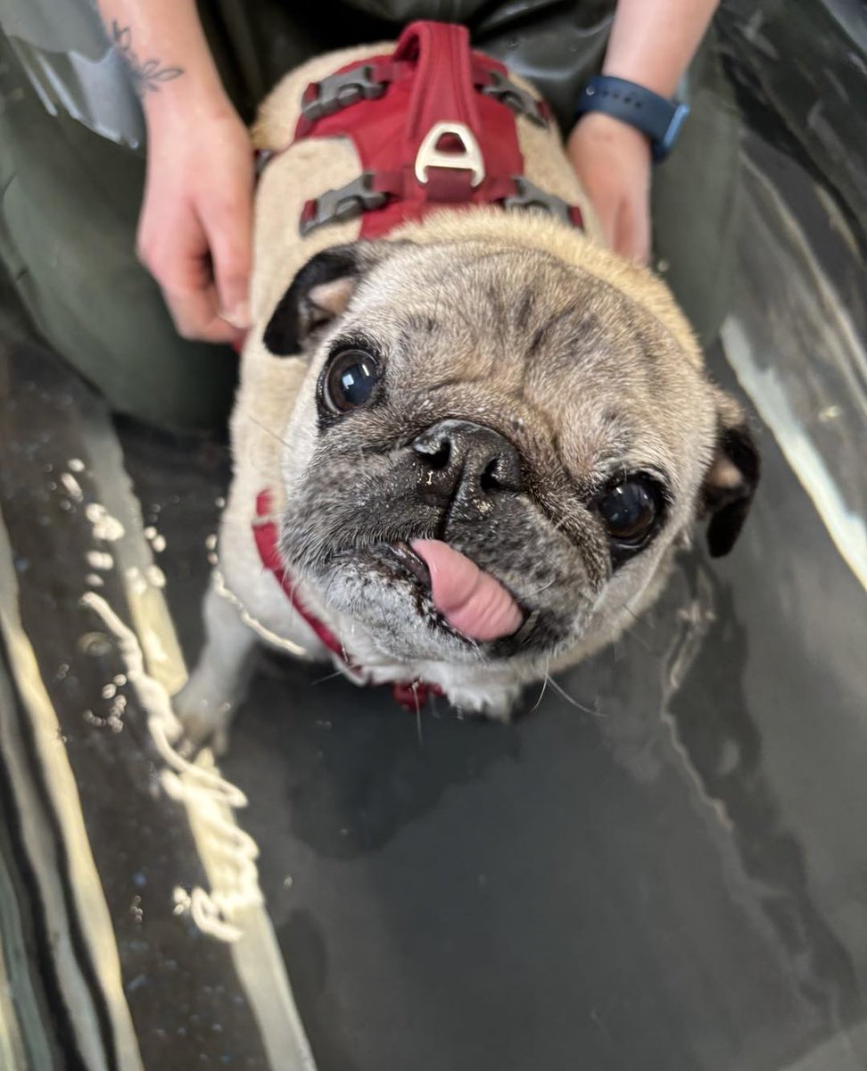 CandidaIarid's tweet photo. Paul the pug has been doing wonderfully lately after some ups and downs in his rehabilitation journey. Keep going, Paul! https://t.co/1K2c7PnXPs