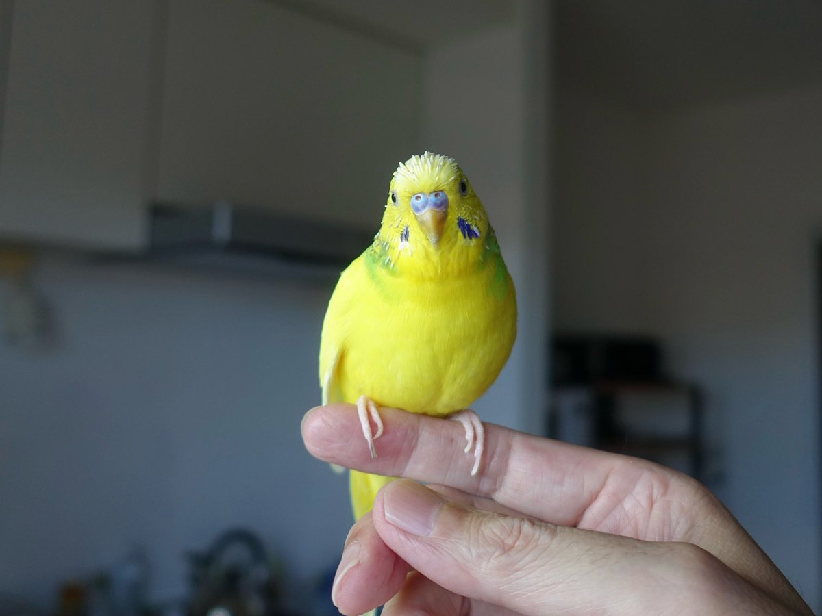sekiseihouse's tweet photo. 【4191】何年振り？チャッピー・ヨッコイショ・クイズ！🐥| セキセイハウス☆セキセイインコの住む家の日々
https://t.co/44XHcY218r
#Amebaブログ #アメブロ #セキセイインコ https://t.co/EM6sGiFGb6