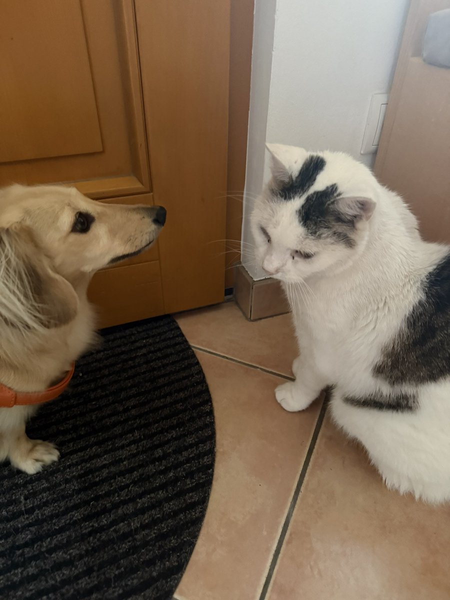 Jettepipsqueak's tweet photo. Morgendlicher Spaziergang 🤭
#JettisKater https://t.co/RPeon243W5