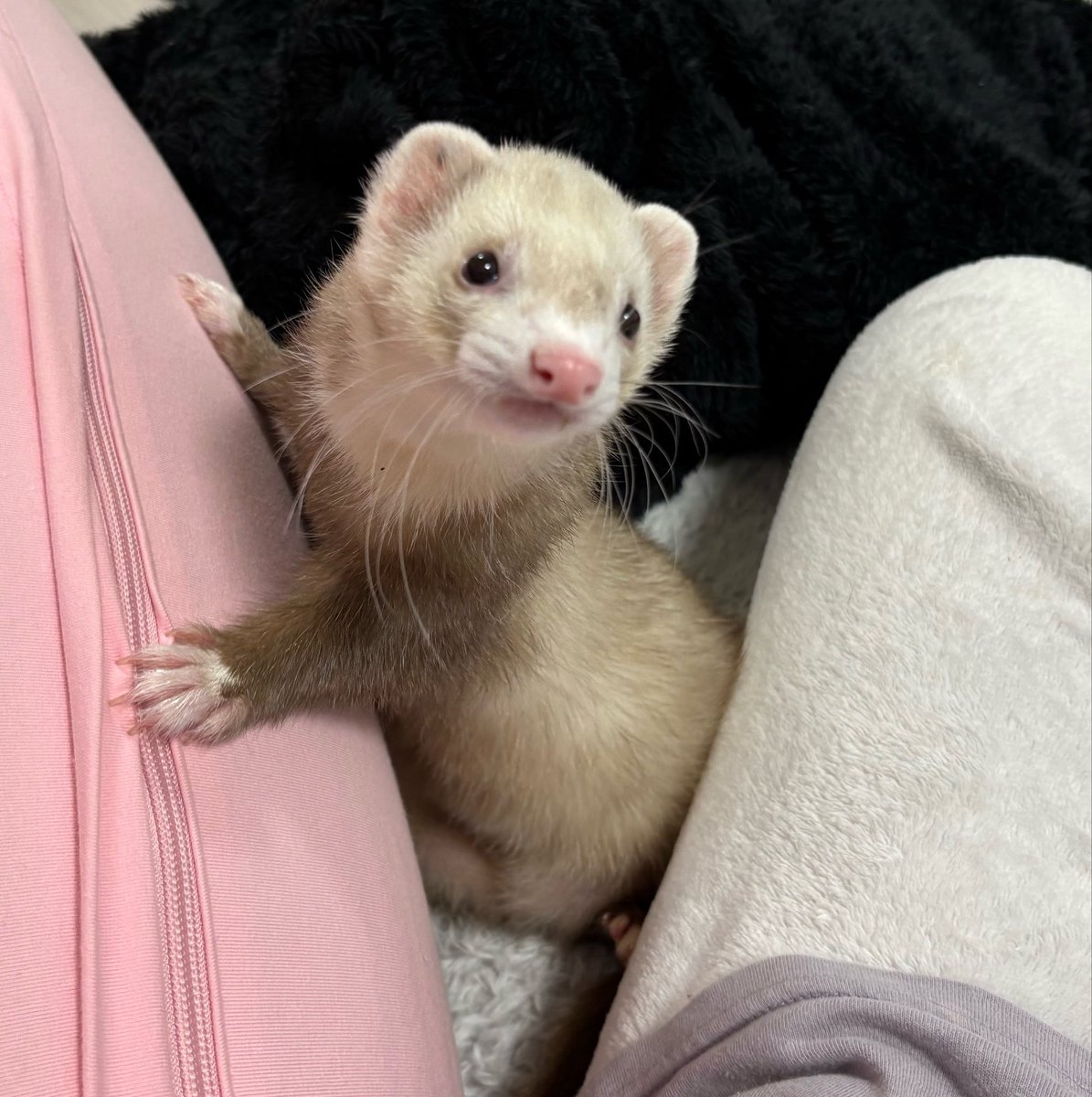toromune_'s tweet photo. きゅるん顔と変顔得意なとろろ

 #フェレット
 #ferret https://t.co/bXEu6mvOjx