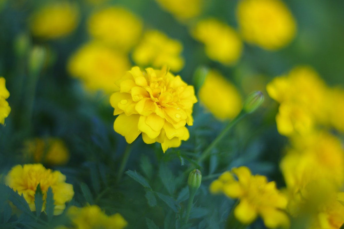 Misaki_shinsyu's tweet photo. 雨あがり
#PENTAX
#PENTAXKr
#Kr
#マリーゴールド
水滴にピントを合わせてみたけど、もっとトリミングした方がいいのかな。 https://t.co/esmERaB82k