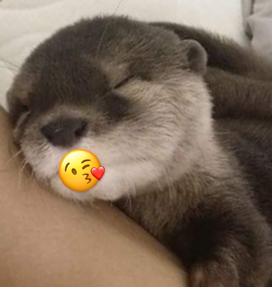 taroluvly's tweet photo. my otter is tired 🦦 https://t.co/hV96eYmU1j
