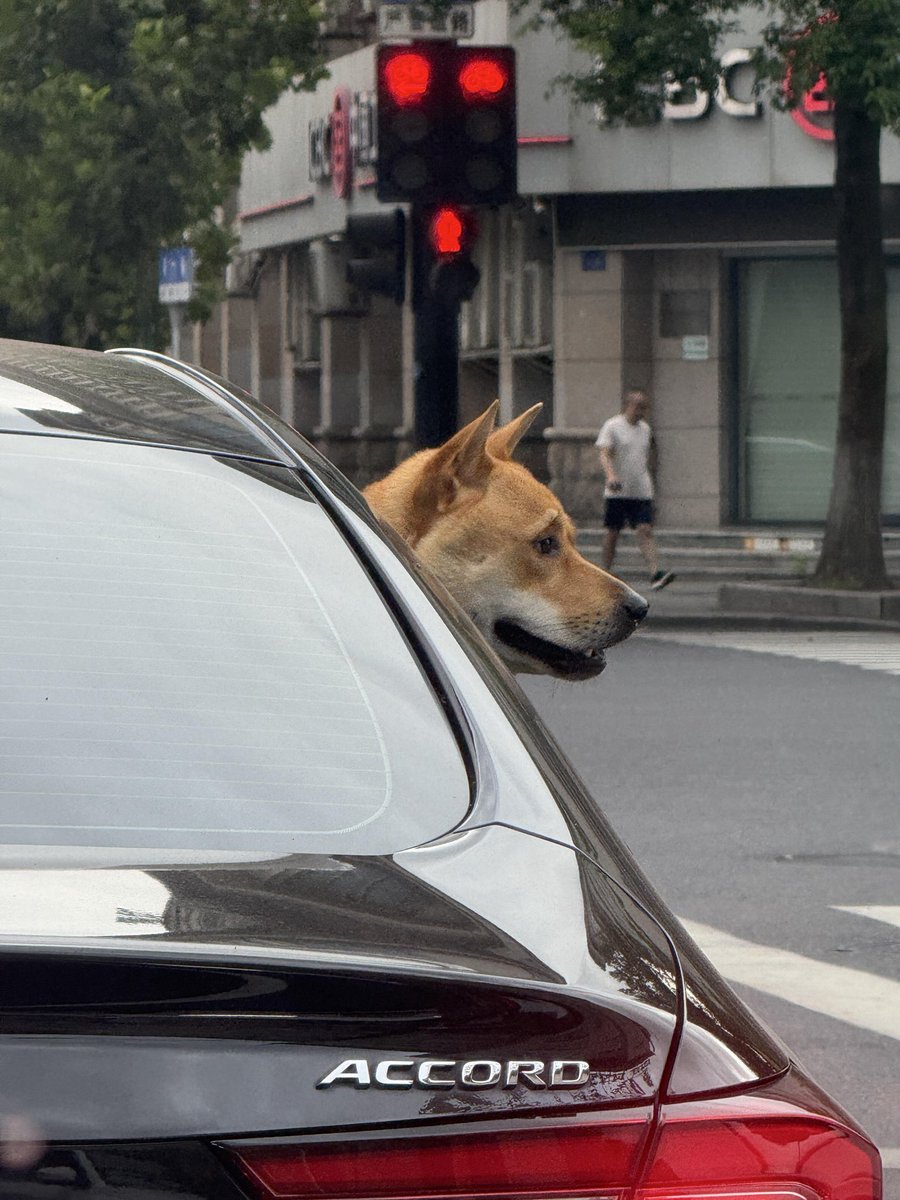 Visit_Kecheng's tweet photo. In Quzhou, even the cars come with furry co-pilots. 🐶🚗
A city where happy dog heads out the window are part of the street view — that’s pet-friendly charm.
#Quzhou #PetFriendly #CityLife https://t.co/i7lGOLYLZr