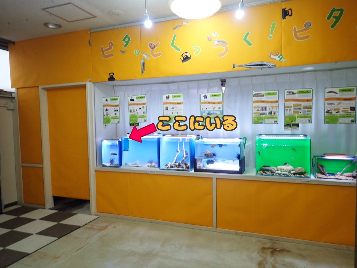 uozuaquarium's tweet photo. シルバーウィーク中、飼育員も困惑するほどお客様から展示していますか？とお問い合わせいただく「サクラダンゴウオ」
小さくて見つけにくいですが、3階の企画展会場のここにいます❗️ https://t.co/TQV5sIlQhL