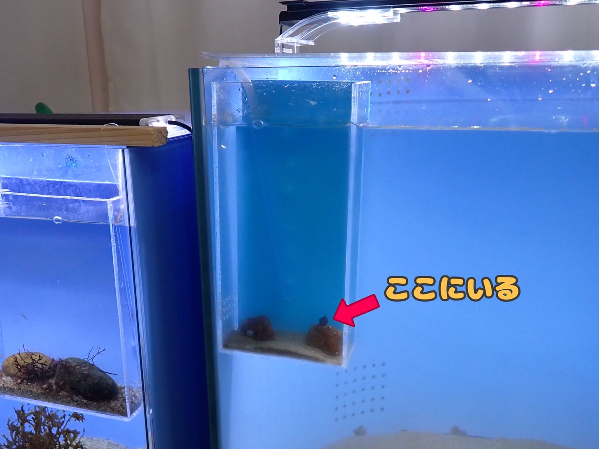 uozuaquarium's tweet photo. シルバーウィーク中、飼育員も困惑するほどお客様から展示していますか？とお問い合わせいただく「サクラダンゴウオ」
小さくて見つけにくいですが、3階の企画展会場のここにいます❗️ https://t.co/TQV5sIlQhL