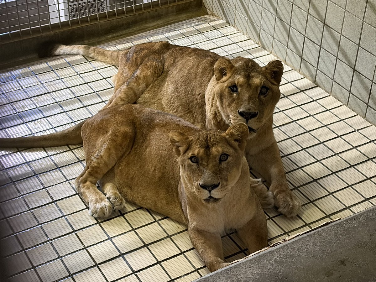 hamamatsuzoo's tweet photo. 久しぶりのポカポカ天気☀️
トム♂サナ♀たちにはちょっと暑かったのか、掃除が終わった後しばらく室内に入っていました🦁

#浜松市動物園 #hamamatsuzoo #hamazoo #ライオン https://t.co/YYYy1U4Eva