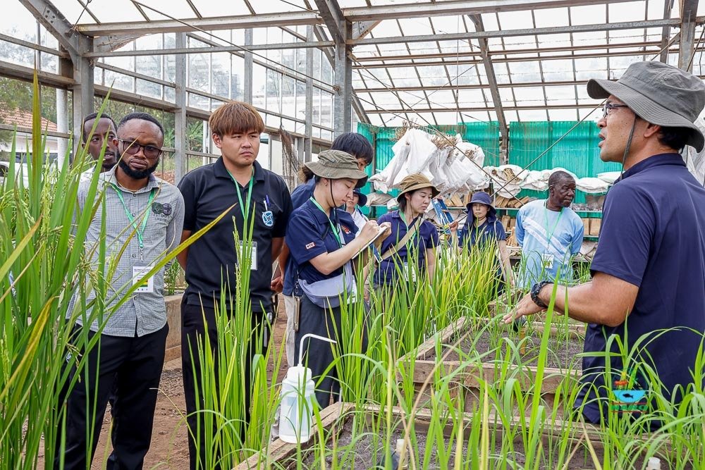 NARO_NaCRRI's tweet photo. A rice training course by the Coalition For Rice Development in collaboration with Japanese Overseas Cooperation Volunteers begins @NARO_NaCRRI

Reps from Rwanda, Uganda, Ghana, Zimbabwe &amp; Gabon are gaining hands on skills in rice cultivation &amp; value chains to boost productivity https://t.co/LTaZpclJwE